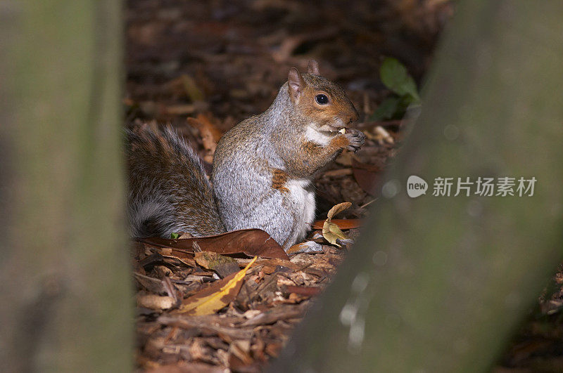 神秘的灰松鼠Sciurus carolinensis吃